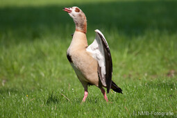 Nilgans