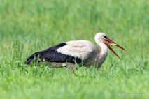 Storch