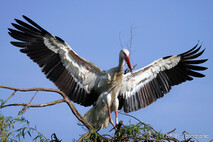 Storch