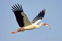 Storch