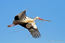 Storch