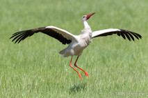 Storch