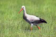 Storch