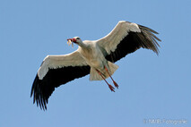 Storch