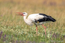 Storch