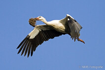 Storch