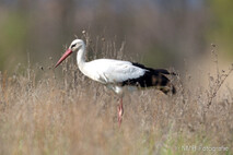 Storch