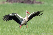 Storch