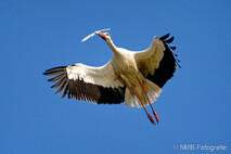 Storch
