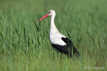Storch