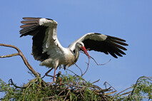 Storch