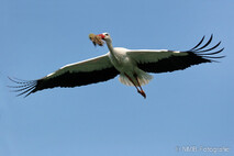 Storch