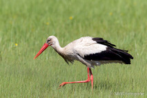 Storch