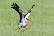 Storch