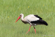 Storch