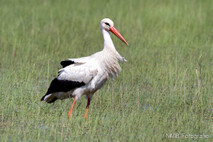 Storch