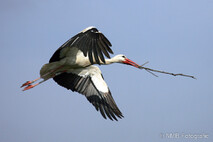 Storch