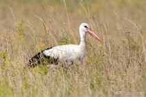 Storch