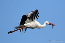 Storch