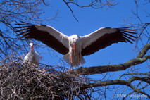 Storch