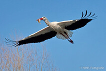 Storch