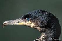 Kormoran