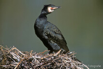 Kormoran