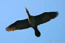 Kormoran