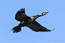 Kormoran