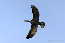 Kormoran