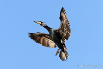 Kormoran