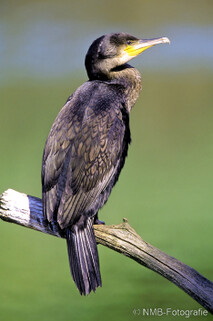 Kormoran