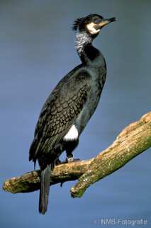 Kormoran