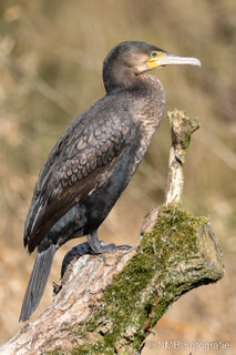 Kormoran