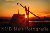 Frühling am Neusiedlersee