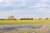 Frühling am Neusiedlersee