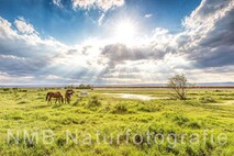 Frühling am Neusiedlersee
