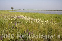 Frühling am Neusiedlersee
