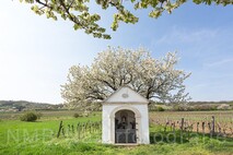 Frühling am Neusiedlersee