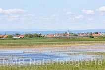 Frühling am Neusiedlersee
