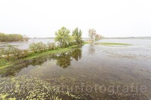Frühling am Neusiedlersee