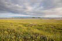 Frühling am Neusiedlersee
