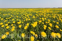 Frühling am Neusiedlersee