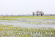 Frühling am Neusiedlersee