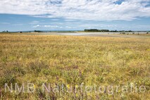 Frühling am Neusiedlersee