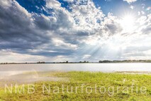 Frühling am Neusiedlersee