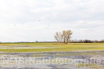 Frühling am Neusiedlersee