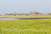 Frühling am Neusiedlersee