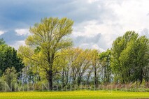 Frühling am Neusiedlersee