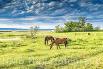 Frühling am Neusiedlersee